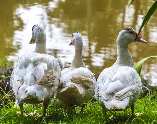 Três Patos Seguidos Três Patos Brancos Grama Selvagem — Fotografia de Stock