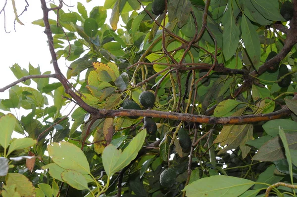 Avocados Baum Spain — Stock Photo, Image