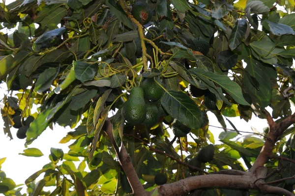 Awokado Baum Hiszpania — Zdjęcie stockowe