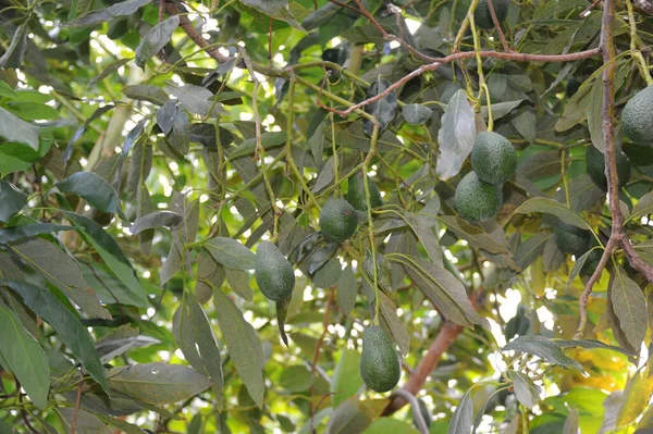 Avocados Baum Spanien — Stockfoto