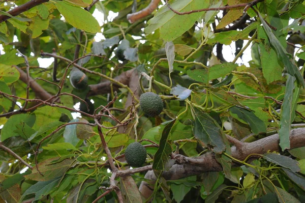 Авокадо Дереві Іспанія — стокове фото