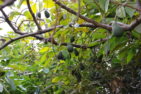 Авокадос Баум Спейн — стоковое фото
