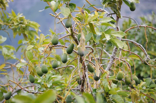 Abacates Baum Espanha — Fotografia de Stock