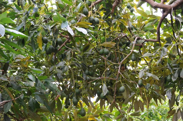 Aguacates Baum Spain — Foto de Stock