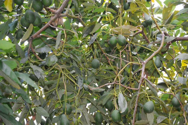 Αβοκάντο Δέντρο Πράσινα Φύλλα Χλωρίδα Και Φύλλωμα — Φωτογραφία Αρχείου