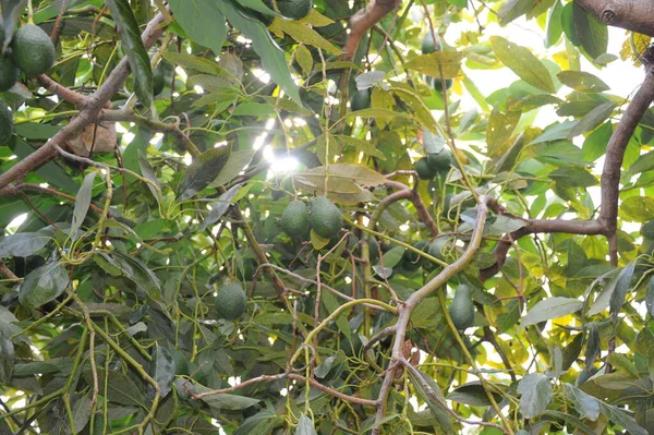 Ağaçtaki Avokadolar Yeşil Yapraklar Bitki Örtüsü Yapraklar — Stok fotoğraf