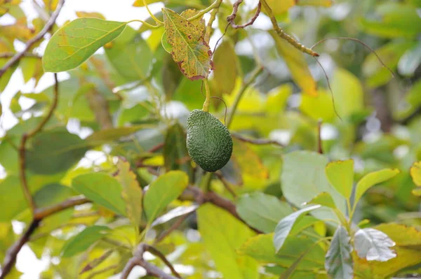 Avocado Boom Groene Bladeren Flora Gebladerte — Stockfoto