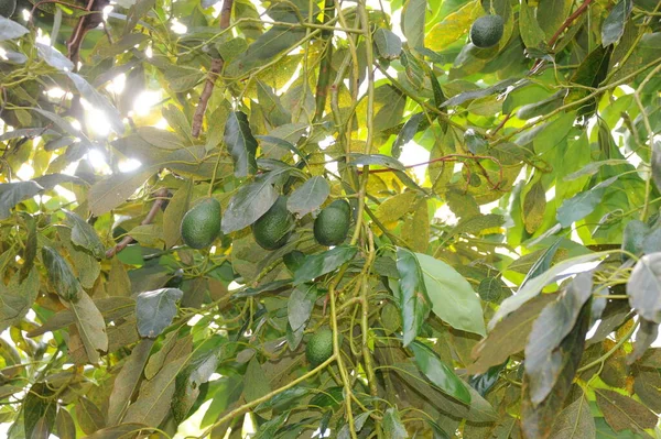 Avocados Tree Green Leaves Flora Foliage — Stock Photo, Image