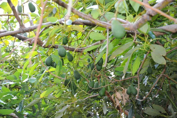Авокадо Деревьях Зеленых Листьях Флоре Листве — стоковое фото