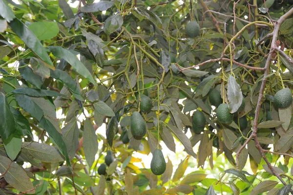 Avocados Auf Baum Grünen Blättern Flora Und Laub — Stockfoto