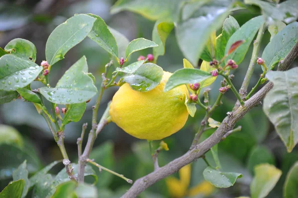 Лимони Дереві Іспанія — стокове фото