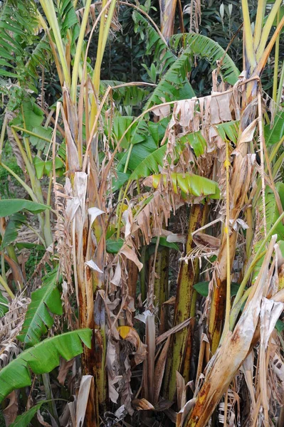 Тропические Растения Бананы — стоковое фото