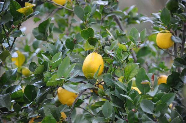 Лимонное Дерево Испании — стоковое фото