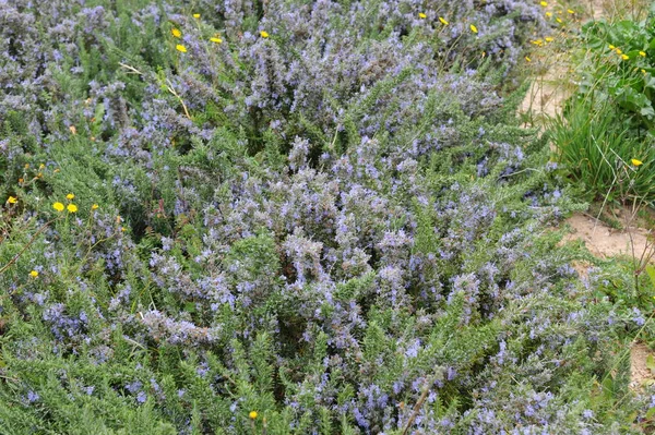 Grüner Rosmarin Kräuterpflanze Flora — Stockfoto