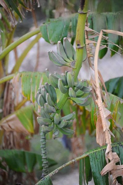 Bananeira Planta Tópica Com Folhas Verdes — Fotografia de Stock