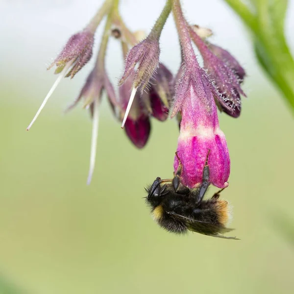 Hummel Echtem Beinwell Bumblebee Comfrey — 스톡 사진