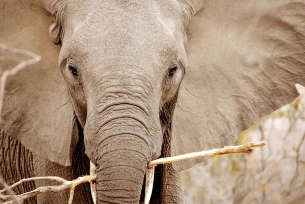Elefante Allo Zoo — Foto Stock
