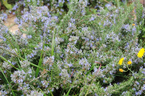 Flores Púrpuras Lavanda Archivada —  Fotos de Stock