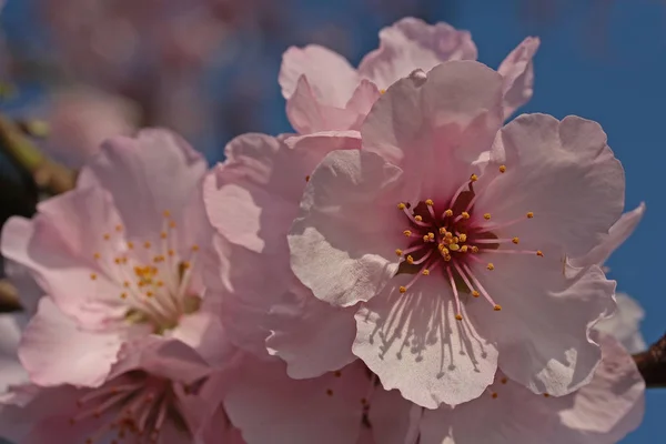 Blossoming Almond Trees Flowers — Stock Photo, Image