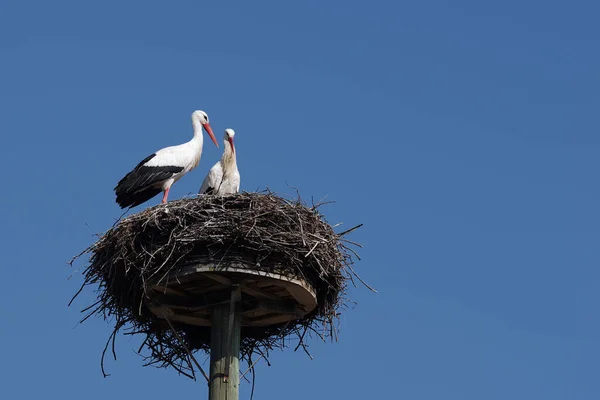 交尾前の白コウノトリ対 — ストック写真