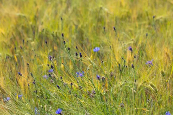 Bleuets Maïs Bleuets Céréales — Photo