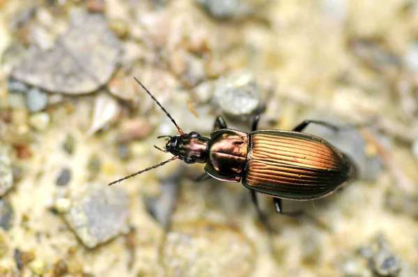 Macro Gold Beetle Seen Top — Stock Photo, Image