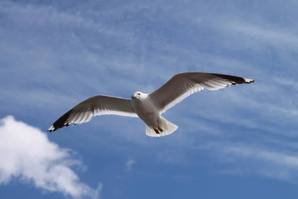 Seagull North Sea — стоковое фото