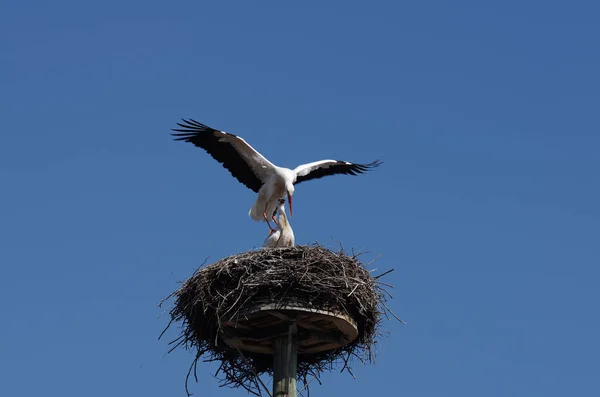 Bílá Čáp Pár Páření Předehra — Stock fotografie