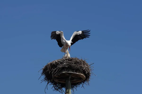 Bílá Čáp Pár Páření Předehra — Stock fotografie