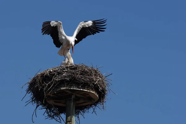 Hvid Stork Par Parring Forspil - Stock-foto
