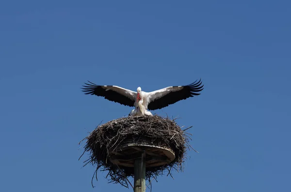 Čápi Bílí Během Páření — Stock fotografie