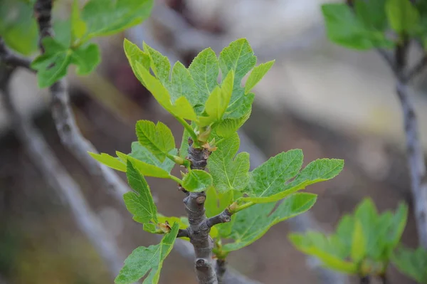 Feigenfrüchte Baumgrüne Blätter Obstbaum — Stockfoto