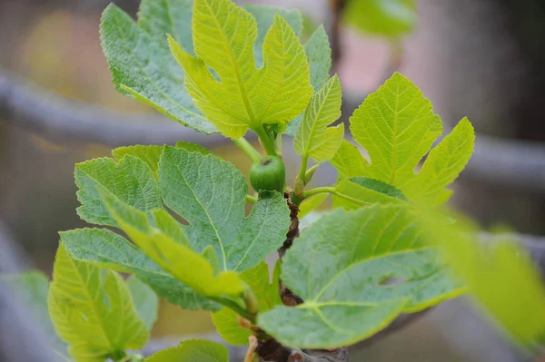 Figueira Folhas Verdes Árvore Árvore Fruto — Fotografia de Stock