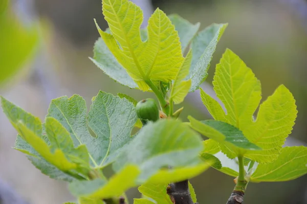 Figueira Folhas Verdes Árvore Árvore Fruto — Fotografia de Stock