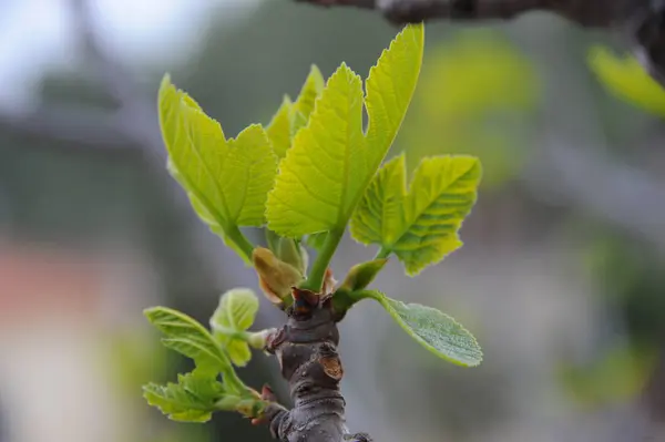 Vijgenvruchten Boomgroene Bladeren Fruitboom — Stockfoto