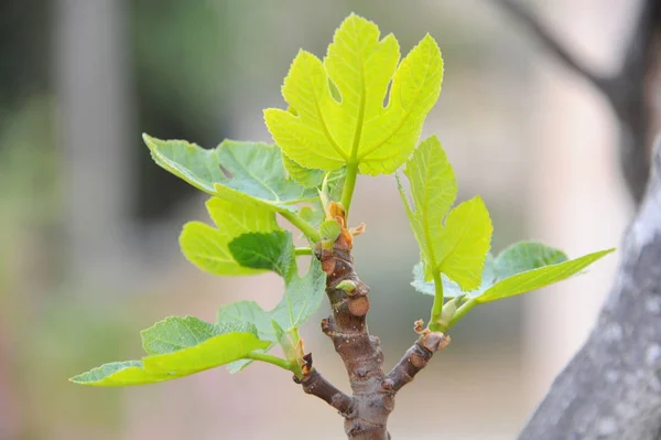 Feigenbaum Grüne Blätter Obstbaum — Stockfoto