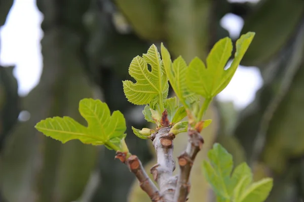 young fig leaf-spain