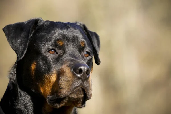 Porträtt Söt Hund — Stockfoto