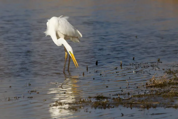 Vista Panorâmica Dos Pássaros Egrets Natureza — Fotografia de Stock