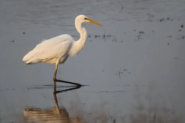 Vista Panorâmica Dos Pássaros Egrets Natureza — Fotografia de Stock