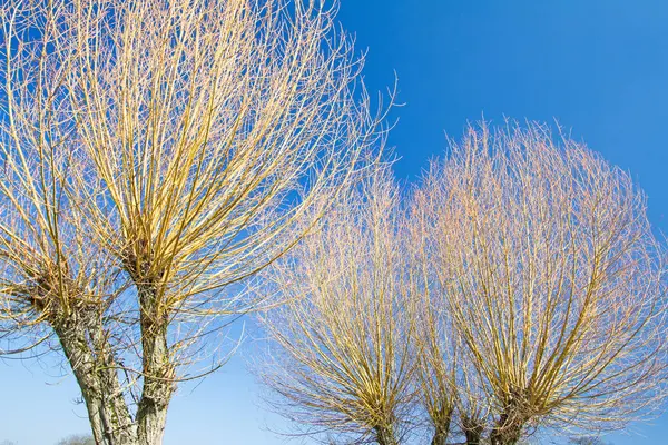 Vacker Flora Trädgården Natur — Stockfoto