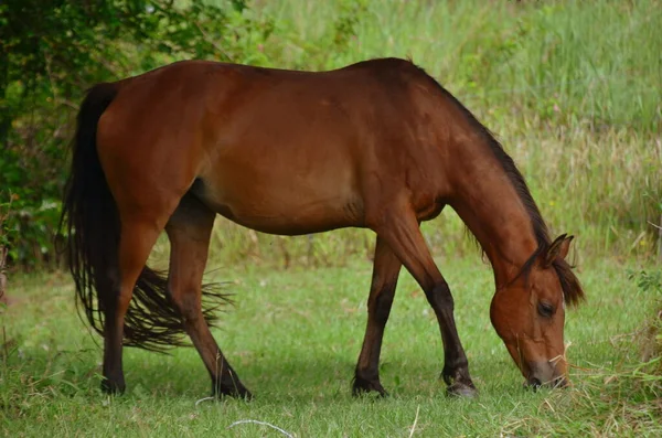Paard Het Veld — Stockfoto