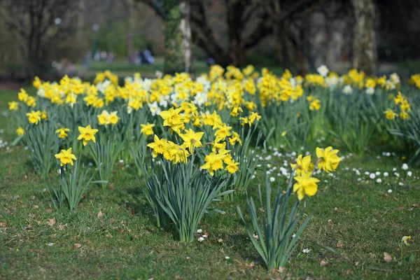 Details Einer Gruppe Von Frühlingsblumen Der Narzisse — Stockfoto