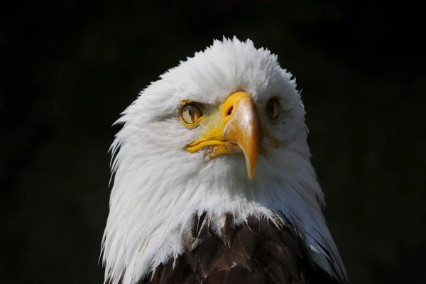 Águila Calva Pose —  Fotos de Stock
