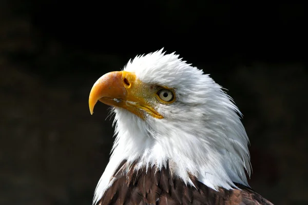 Vithövdad Örn Pose — Stockfoto