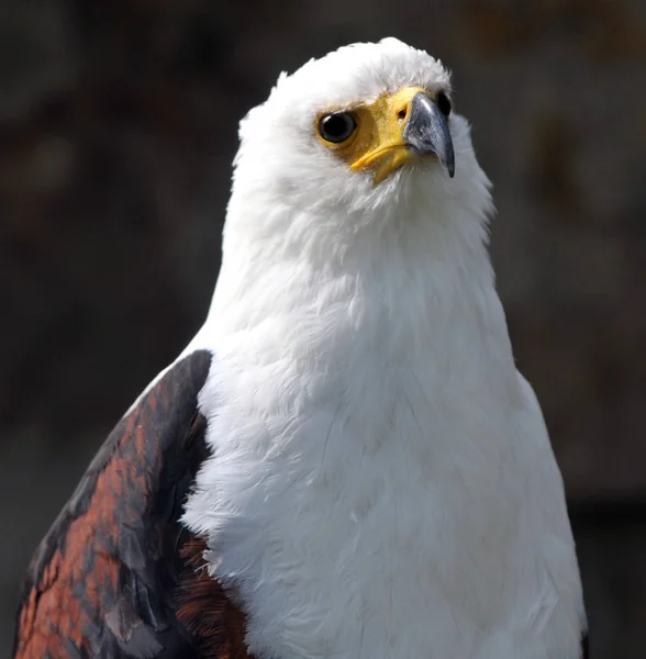 Aussichtsreiche Aussicht Auf Schöne Vögel Der Natur — Stockfoto