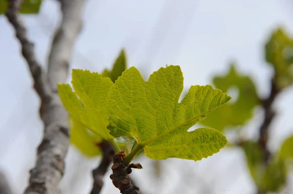 Fig Leaves Tree Foliage Green Flora — Stock Photo, Image