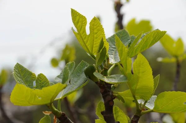 Vijgenboom Groene Bladeren Fruitboom — Stockfoto
