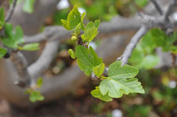 Листя Інжиру Листя Дерева Зелена Флора — стокове фото
