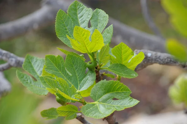 Φύλλα Συκής Φυλλώματα Δένδρων Πράσινη Χλωρίδα — Φωτογραφία Αρχείου